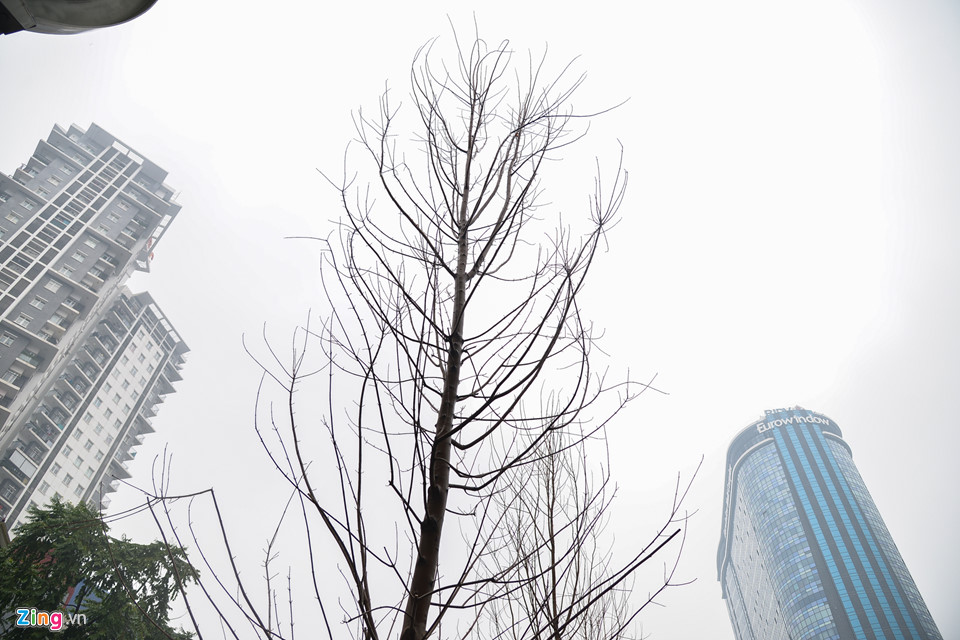 Trồng phong lá đỏ, đường phố Hà Nội sẽ giống châu Âu, Hàn Quốc?